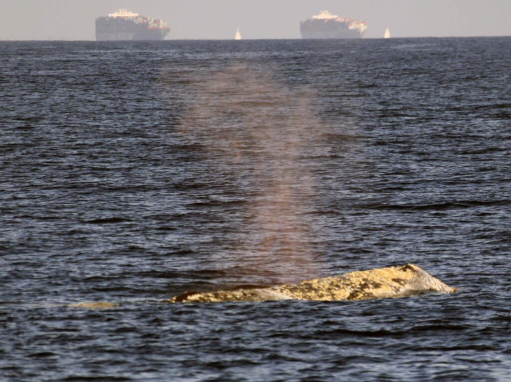 A gray whales off the coast near Long Beach in January. (NICK UT / Associated Press)
