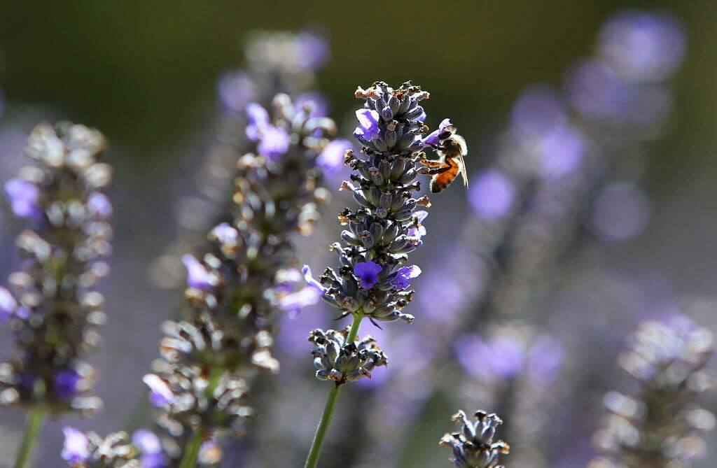 Sonoma County Master Gardeners tell you how to prepare your lavender for winter. (Christopher Chung/The Press Democrat)