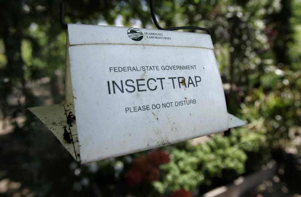 Insect traps, like this one for the light brown apple moth, are outfitted with special pheromones to attract the pests. (Kent Porter/ The Press Democrat) 2008