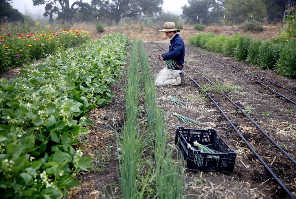Colby Accacian harvests green onions at Coyote Family Farm on Thursday, August 18, 2016 in Penngrove, California . (BETH SCHLANKER/ The Press Democrat)