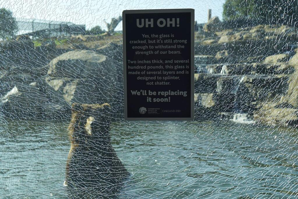 This Tuesday, Nov. 19, 2019, photo provided by the Oakland Zoo shows a Grizzly bear in water behind broken glass in Oakland, Calif. A child visitor, not the Grizzly bears, cracked a glass viewing window at the Oakland Zoo's bear exhibit and officials say there are no safety concerns. (Oakland Zoo via AP)