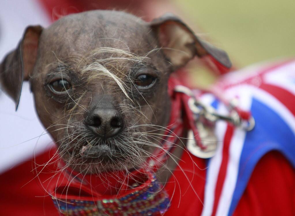 Mugly, a Chinese crested dog, owned by Bev Nicholson of Peterborough, England won the title of 'World's Ugliest Dog contest' at the Sonoma-Marin Fair in Petaluma, California, on Friday, June 22, 2012. (BETH SCHLANKER/ The Press Democrat)