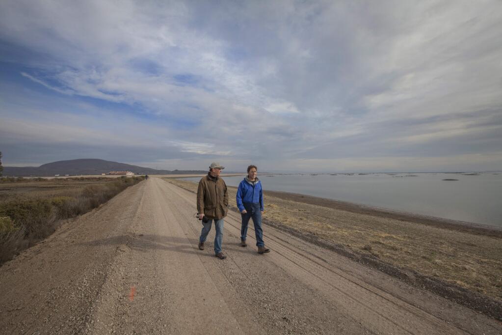 Marc Holmes of the Bay Institute (left) and Julian Meisel of the Sonoma Land Trust explore the reclamation projects at Sears Point. The 10-year-old Sonoma Baylands acreage is at left; the newborn Sears Point wetlands is on the right. In October, the Sonoma Land Trust breached the levee holding back water from the bay. Now, the tidal basin has been restored, and running alongside it will be a 2.5-mile addition to the San Francisco Bay Trail. (Photos by Robbi Pengelly/Index-Tribune)