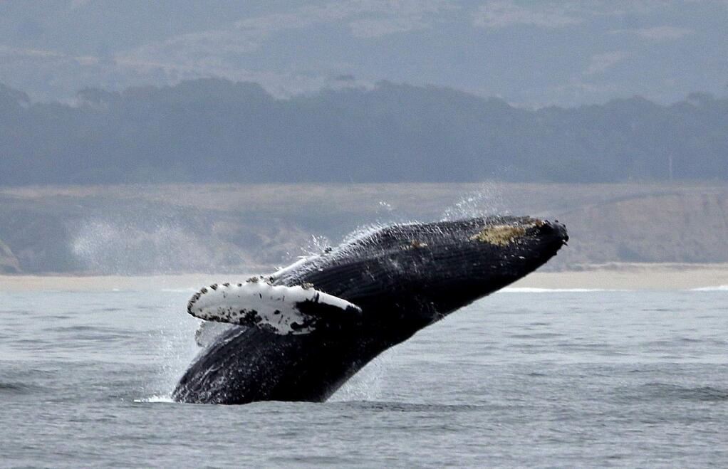 FILE - In this Monday, Aug. 7, 2017 file photo, a humpback whale breeches off Half Moon Bay, Calif. (AP Photo/Eric Risberg,File)