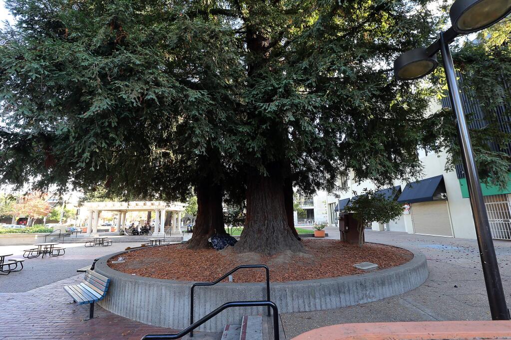 The trees and planter on the west side of the square could be removed as part of a reunification project.