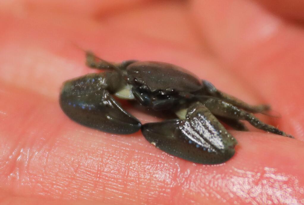 A chocolate porcelain crab at the U.C. Davis Bodega Marine Lab in Bodega Bay on Monday, March 11, 2019. A marine heatwave from 2014-2016 brought rare warm-water species to the Sonoma Coast waters.(Christopher Chung/ The Press Democrat)