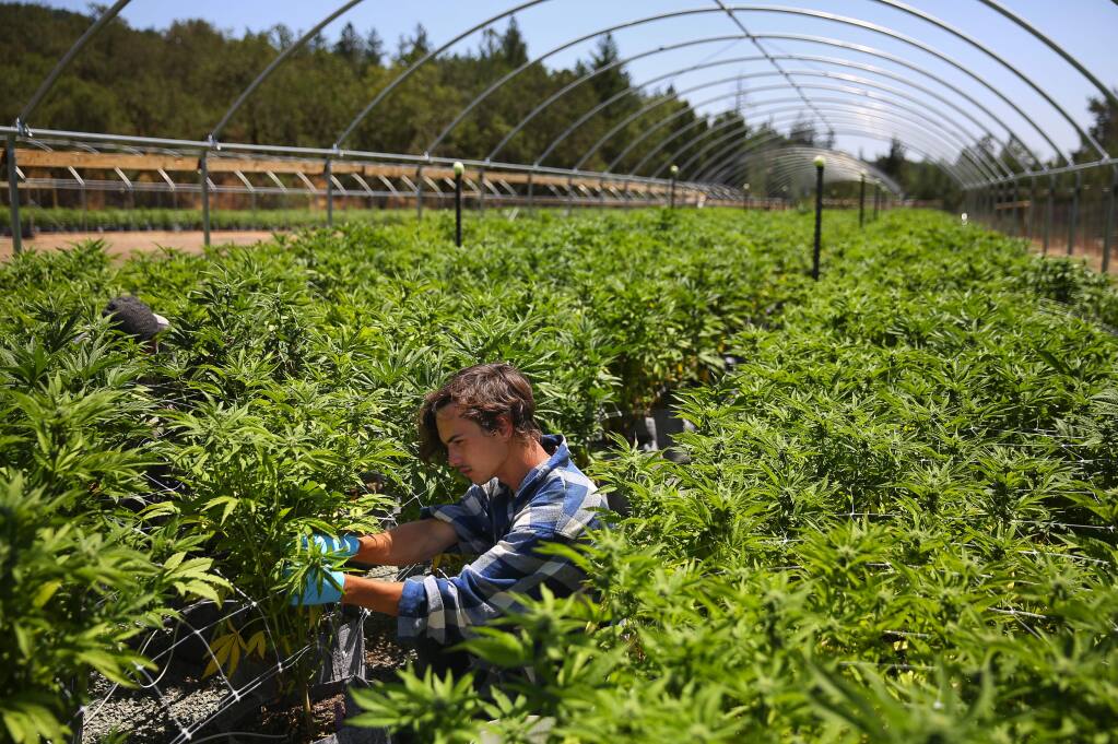 Skyler Galauski prunes the underbrush, and looks for hermaphrodite parts, on cannabis plants at the SPARC farm near Glen Ellen on Wednesday, July 19, 2017. (Christopher Chung/ The Press Democrat)