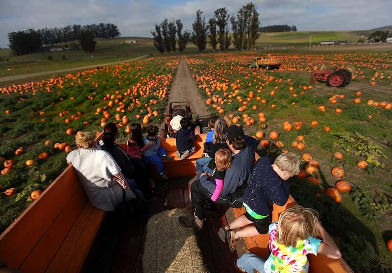 A tractor ride makes for the perfect start to a fall day at Spring Hill Cheese Co.'s The Great Peter Pumpkin Patch on Spring Hill Road. (Kent Porter / Press Democrat)