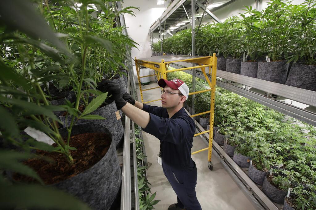 FILE - In this July 12, 2018, file photo head grower Mark Vlahos, of Milford, Mass., tends to cannabis plants, at Sira Naturals medical marijuana cultivation facility, in Milford, Mass. The legal marijuana industry exploded in 2018, pushing its way further into the cultural and financial mainstream in the U.S. and beyond. (AP Photo/Steven Senne, File)