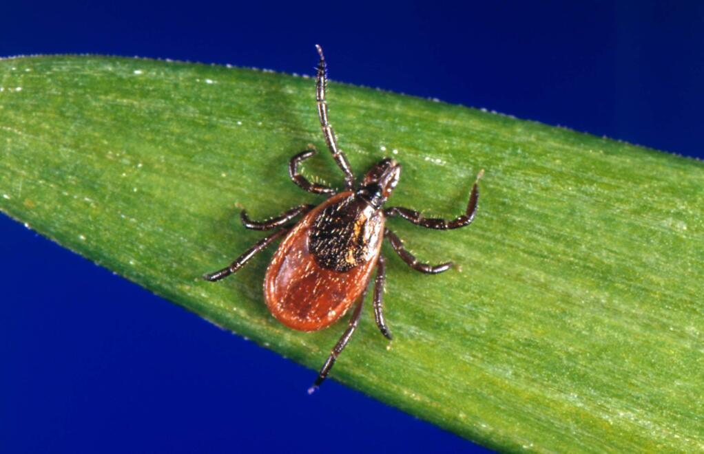 In this undated photo provided by the U.S. Centers for Disease Control and Prevention (CDC), a blacklegged tick - also known as a deer tick. Diagnosing if a tick bite caused Lyme or something else can be difficult but scientists are developing a new way to catch the disease early, using a 'signature' of molecules in patients' blood. (CDC via AP)