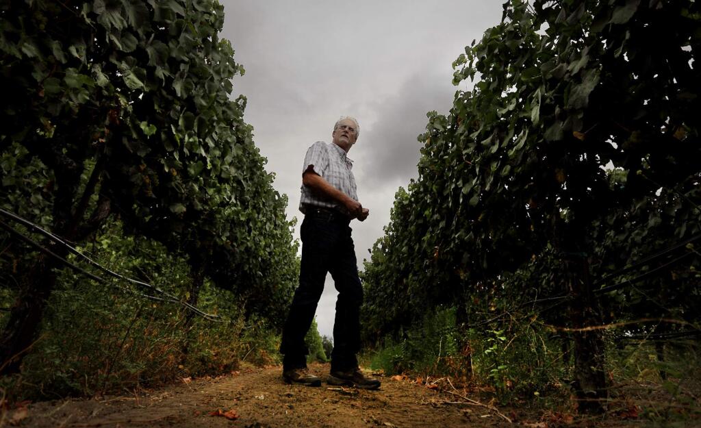 Lee Martinelli Jr. thins grape leaves at Martinelli Winery and Vineyards near Santa Rosa, Thursday Sept. 7, 2017 as storm clouds gather. The vineyard is being picked early Friday morning. (Kent Porter / The Press Democrat) 2017
