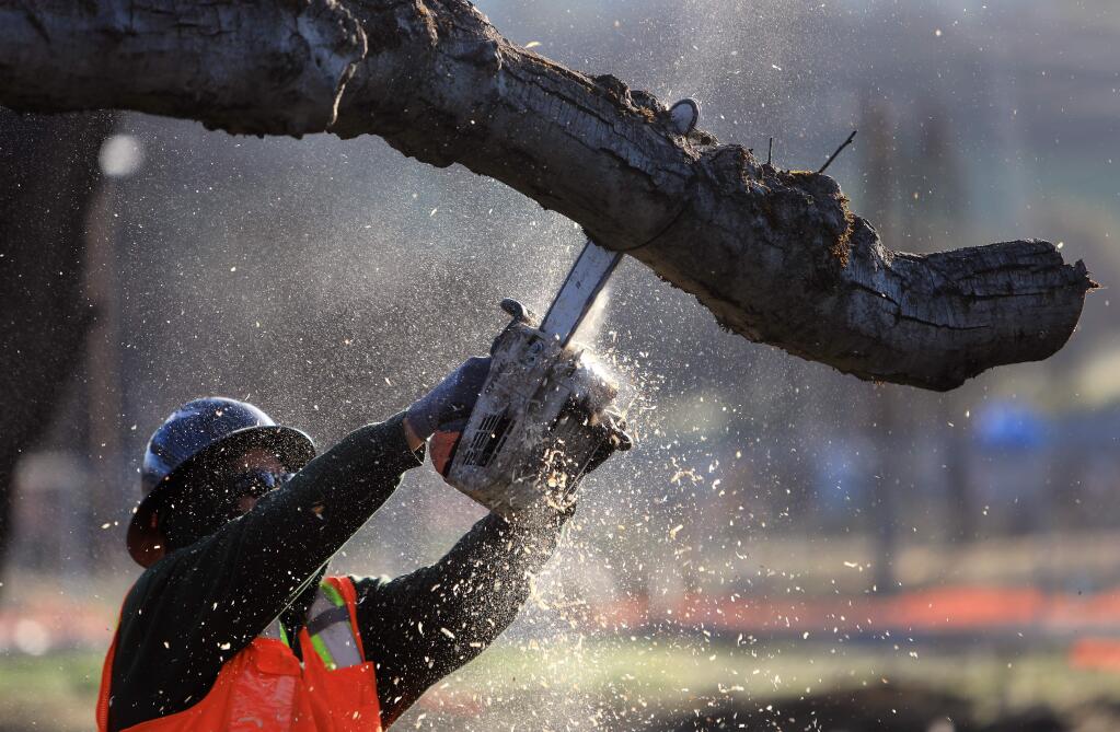 An arborist from Image Tree Service, Friday March 23, 2018, starts the removal of an English walnut tree on the Sherwood family's burned home site, damaged by the October Tubbs fire in Larkfield. (Kent Porter / Press Democrat) 2018.