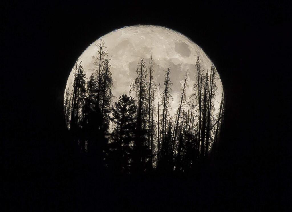 FILE - In this Nov. 14, 2016 file photo, evergreen trees are silhouetted on the mountain top as a supermoon rises over over the Dark Sky Community of Summit Sky Ranch in Silverthorne, Colo., Monday, Nov. 14, 2016. A supermoon will rise in the sky Tuesday evening, April 7, 2020, looking to be the biggest and brightest of the year. Not only will the moon be closer to Earth than usual, it will also be a full moon. (AP Photo/Jack Dempsey, File)