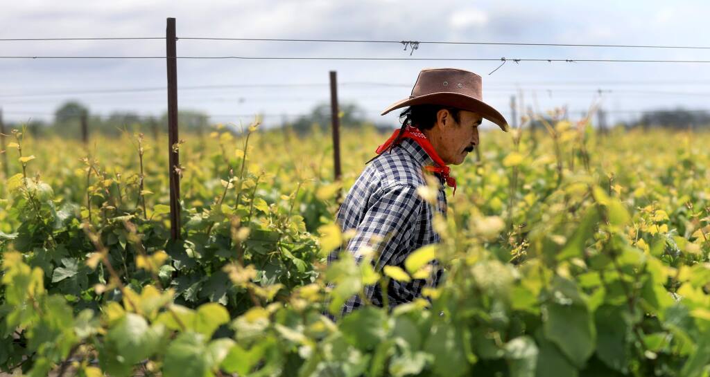 Field worker Celistino Martinez of D & L Carinalli Vineyards near Santa Rosa pulls up wire on wine grapes, Friday, May 17, 2019. With the recent heavy rains, growers are increasingly worried about damage to the flowers on the blooming wine grape. (Kent Porter / The Press Democrat) 2019