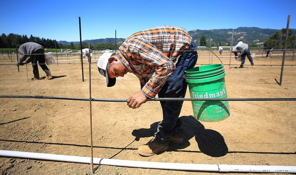 At Redwood Valley Vineyards in Redwood Valley, Maron Guillermo is one of seven H2A workers hired to help out with the grape harvest this year at the vineyard owned by Martha Barra. On Thursday June 29, 2017, workers were installing emitters on the infrastructure of new pinot noir block. (Kent Porter / Press Democrat) 2017