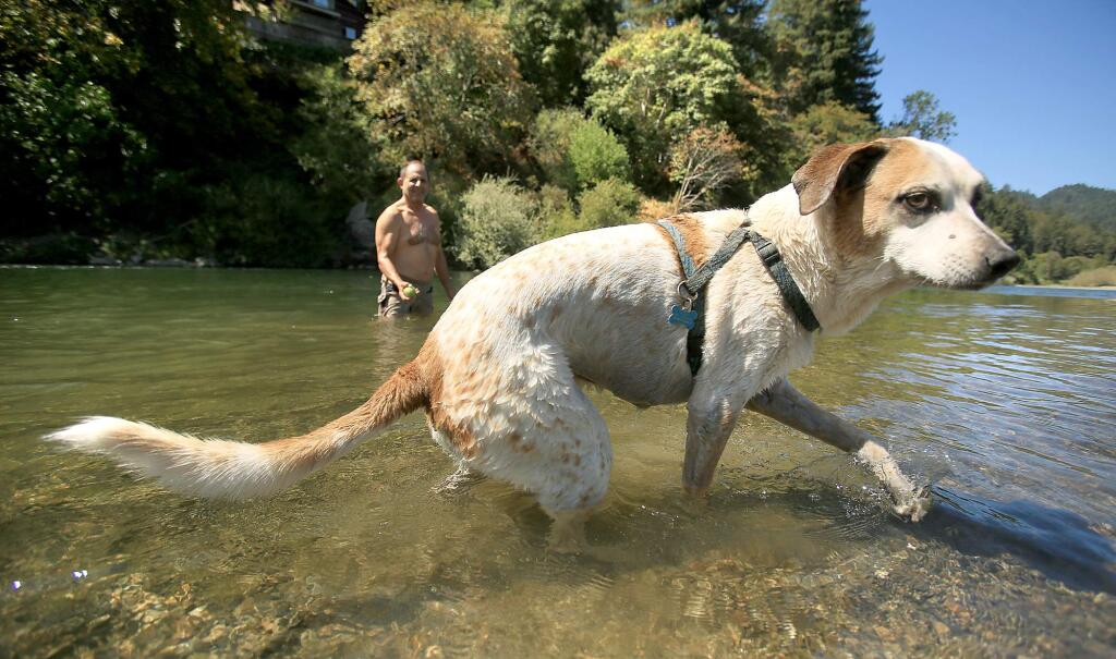 John Reimann of Oakland is left standing in the Russian River after his dog Ginger has had enough of fetching in this 2015 file photograph. That summer, a warning went out to pet owners about a toxic blue green algae bloom in the river that can sicken or kill animals. (Kent Porter / The Press Democrat)