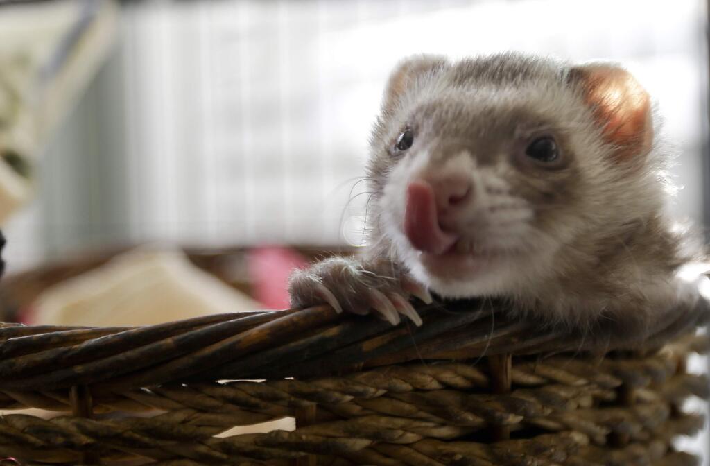 In this Wednesday, Dec. 19, 2012 photo, one of the ferret pets of Pat Wright whips out its tongue while hanging out in its well adorned cage, in La Mesa, Calif. Large cages are expensive, but on the other hand, ferrets donít require as much medical or dental care as cats or dogs. (AP Photo/Lenny Ignelzi)
