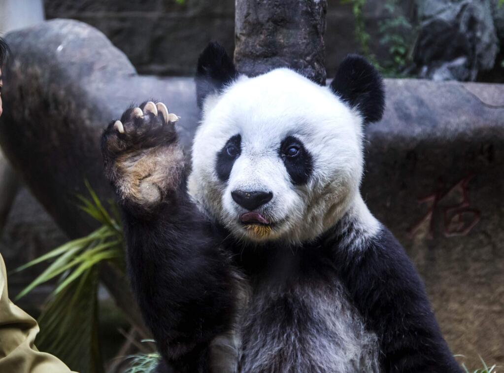FILE - In this Saturday, Nov. 28, 2015, file photo, Basi the giant panda gestures during ceremonies to mark her 35th birthday at the Fuzhou Giant Panda Research Center in Fuzhou in southeastern China's Fujian province. Basi passed away Wednesday, Sept. 13, 2017, at the age of 37. Caretakers in the eastern city of Fuzhou said Basi was suffering from a number of ailments, including liver and kidney problems, when she died. (Chinatopix via AP)