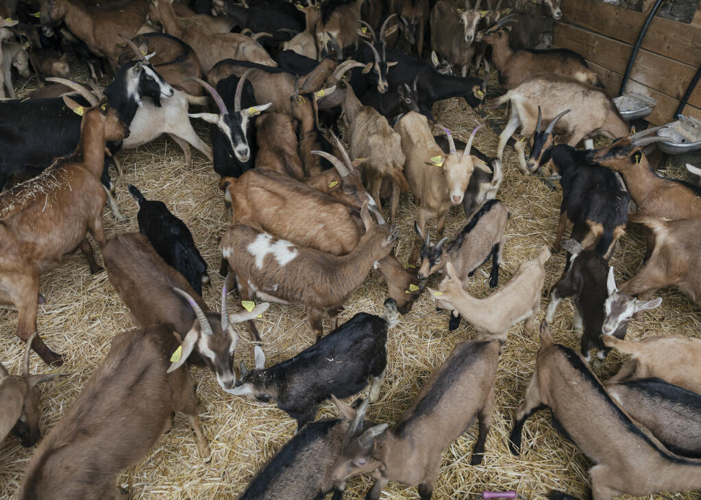 Valérie Corbeaux’s goats in the French commune of Saint-André-de-Roquelongue, on March 31, 2023. The male goats, whose horns are marked with purple, have recently been castrated. (Andrea Mantovani/The New York Times)