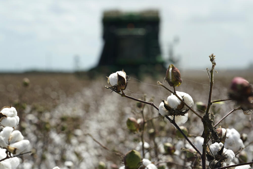 Cotton is harvested on the farm of Billie D Simpson, Wednesday, Sept. 15, 2021, in San Benito, Texas.  (AP Photo/Eric Gay)