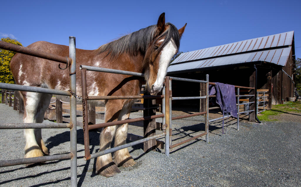 Gunner, the homesick Clydesdale, has returned home to what was formerly the Castagnasso property on the corner of E. Spain St. and Second St. E. (Robbi Pengelly/Index-Tribune)