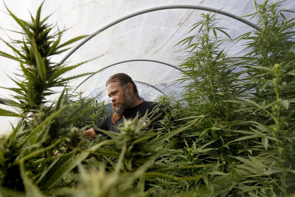 David Drips, co-owner of Petaluma Hill Farms, checks on the marijuana plants growing in a hoop house on his property in Petaluma on Thursday, Aug. 26, 2021. (Beth Schlanker / The Press Democrat)