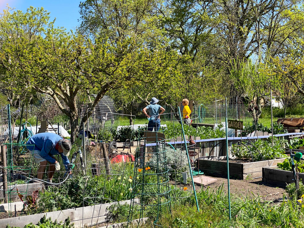 Community gardens at Sonoma Garden Park. (Photo by Julie Vader/Special to the Index-Tribune)