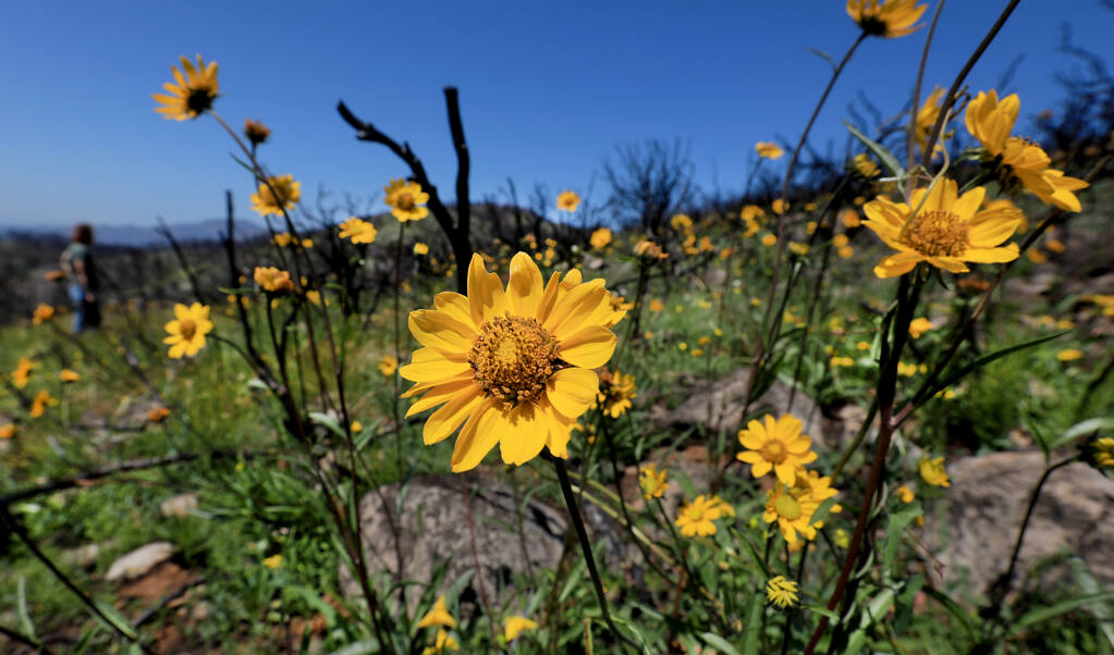 Visit Jack London State Historic Park for a wildflower drawing workshop on Saturday, May 1, 2021. (Kent Porter / The Press Democrat, 2018)