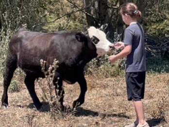 Kerri Green’s 10-year-old daughter Paige helped raise Nash the calf. (Kerri Green)