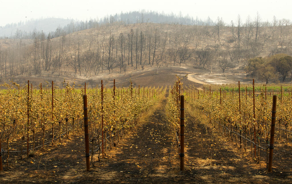 A burned vineyard shows the path of the Glass fire as it moved south from Hood Mountain and across to threaten Oakmont homes along Highway 12 on Tuesday, Sept. 29, 2020. (Photo by John Burgess/The Press Democrat)