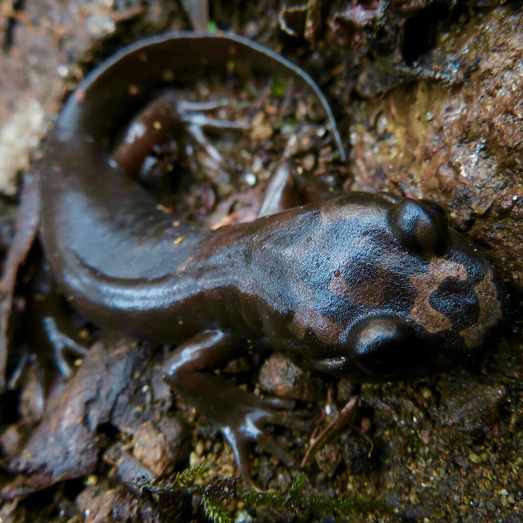 California Giant Salamanders are predators in clear, rocky creeks and thrive in the Sonoma Mountain portion of the Sonoma Developmental Center. These amphibians can grow up to 1 foot long. (Dan Levitis/Sonoma Ecology Center)