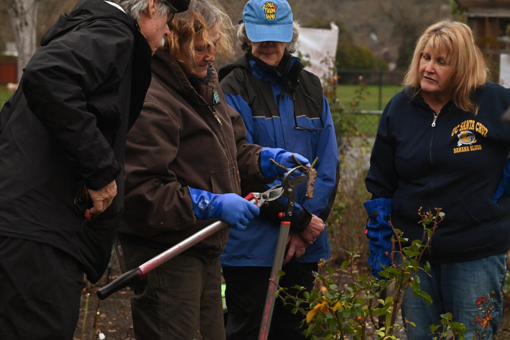 Karen Ernsberger, second from left, teaching a group of attendees about pruning, from left, Vernon Vale, Ronni Madrid and Lynette Kronick during a hands-on rose pruning workshop and fundraiser hosted by the Redwood Empire Rose Society at the Luther Burbank Art and Garden Center in Santa Rosa, Calif., Saturday, Jan. 7, 2023. (Erik Castro/For The Press Democrat)