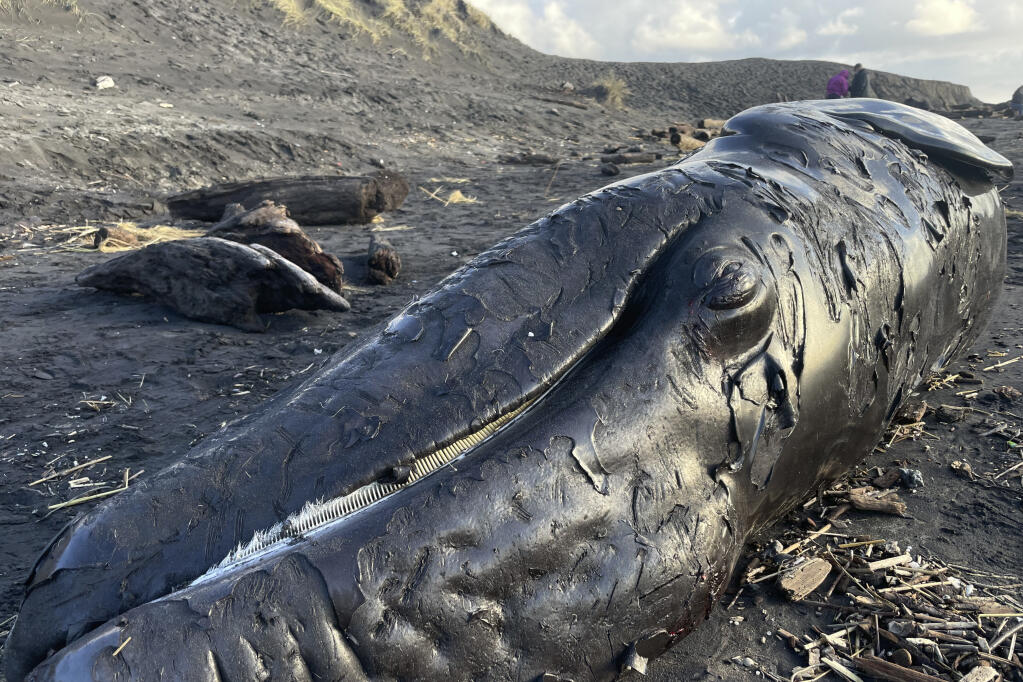 In this photo provided by Allysa Casteel, a dead baby gray whale lies on the beach at Fort Stevens State Park on the northern Oregon coast on Wednesday, Jan. 18, 2023. It's the third whale to wash up on Oregon's coast in the past week. The dead calf is believed to have been a stillborn, according to a spokesperson for the National Oceanic and Atmospheric Administration's fisheries agency. (Allysa Casteel/Seaside Aquarium via AP)