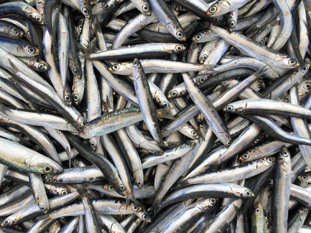 Thousands of dead anchovies washed up on a California beach.