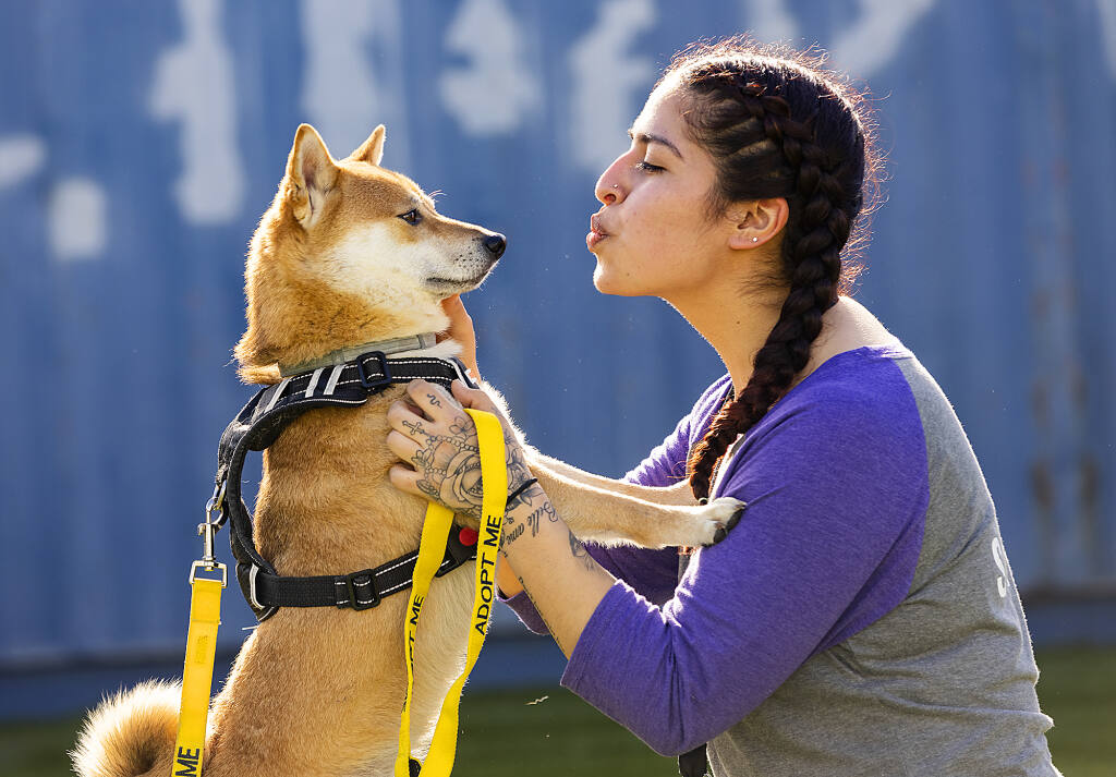 Kennel Tech Leticia Lopez gives some love to Kona, a Shiba Inu available for adoption at North Bay Animal Services in Petaluma, on Friday, Jan. 14, 2022.  (John Burgess/The Press Democrat)