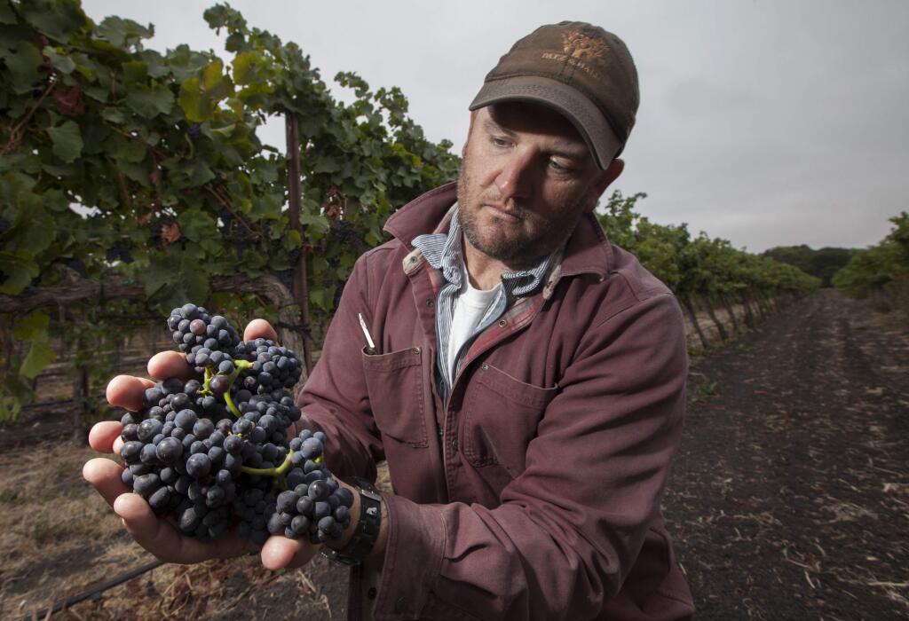 Ned Hill, proprietor of La Prenda Vineyard Management, holds pinot noir grapes from one of his vineyards in 2015. (Robbi Pengelly/Index-Tribune)