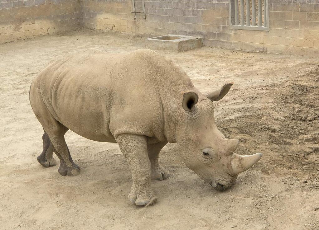 This May 15, 2018 photo provided by the San Diego Zoo Global shows a southern white rhino female, Victoriaa at the San Diego Zoo Safari Park in Escondido, Calif. The rhino has become pregnant through artificial insemination at the zoo giving hope for efforts to save a subspecies of one of the world's most recognizable animals, researchers announce. (Tammy Spratt/San Diego Zoo Global via AP)