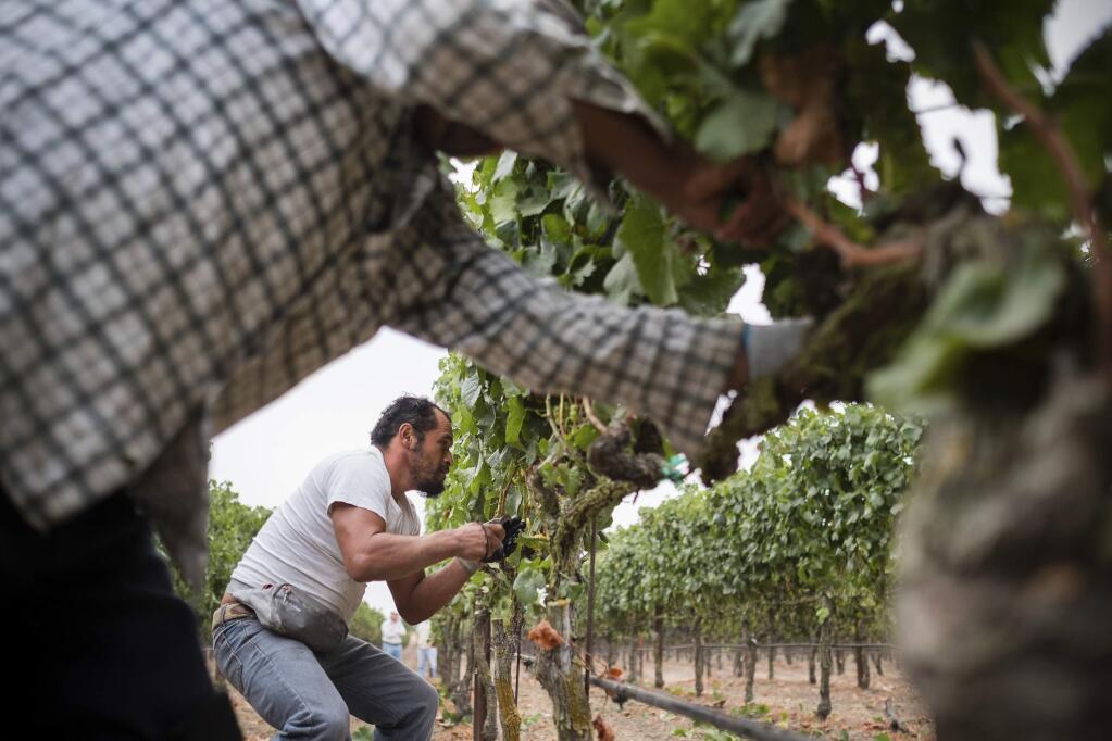 In this Aug. 23, 2017, courtesy of Quiet Pictures, Rene Reyes Ornelas, a 41 year-old Mexican farmworker, works picking grapes during his second harvest in Sonoma, Calif. 'Harvest Season,' a new PBS documentary scheduled to begin airing Monday, May 13, 2019, examines the contributions of Mexican Americans in the wine industry of California's Napa Valley. (Roberto 'Bear' Guerra/Quiet Pictures via AP)