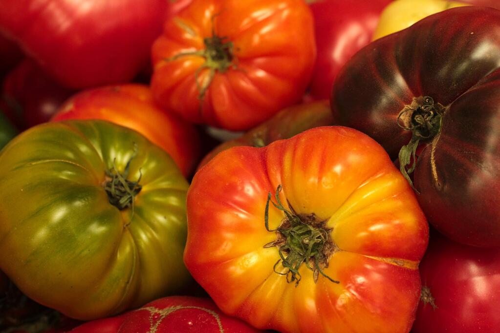 The 18th Annual Kendall-Jackson Heirloom Tomato Festival includes a tomato growers' competition for heirloom tomatoes defined as open pollinated, non-hybrid, non-GMO and non-patented varieties. The festival is Saturday, September 27th, 2014, 11:00am - 4:00pm at the Kendall-Jackson Wine Estate & Gardens, 5007 Fulton Road, Fulton, CA (JOHN BURGESS / The Press Democrat)