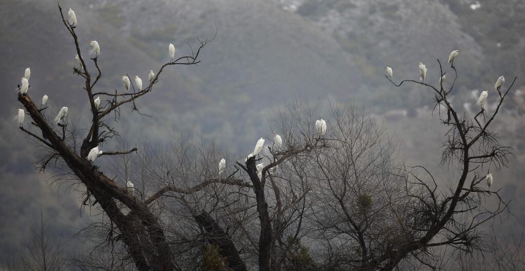 Great Egrets rest in a willow tree along the Rodman Slough near Nice, January 16, 2020 on Clear Lake. (Kent Porter / The Press Democrat) 2020