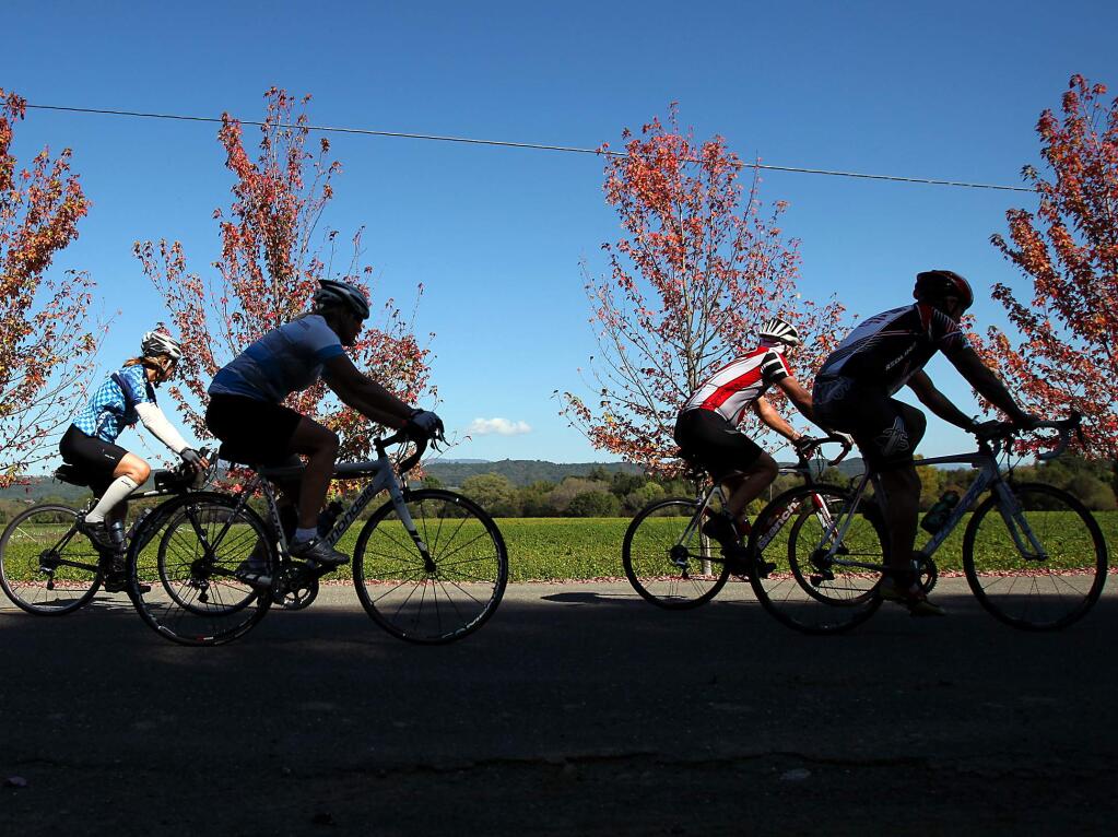 A group of cyclists ride past a vineyard on West Dry Creek Road, west of Healdsburg, on Wednesday afternoon, October 19, 2011.