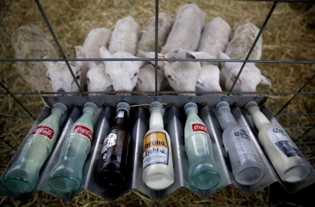 Lambs are bottle fed warm cows milk at Haverton Hill Creamery in Petaluma, California on Tuesday, August 5, 2014. (BETH SCHLANKER/ The Press Democrat)