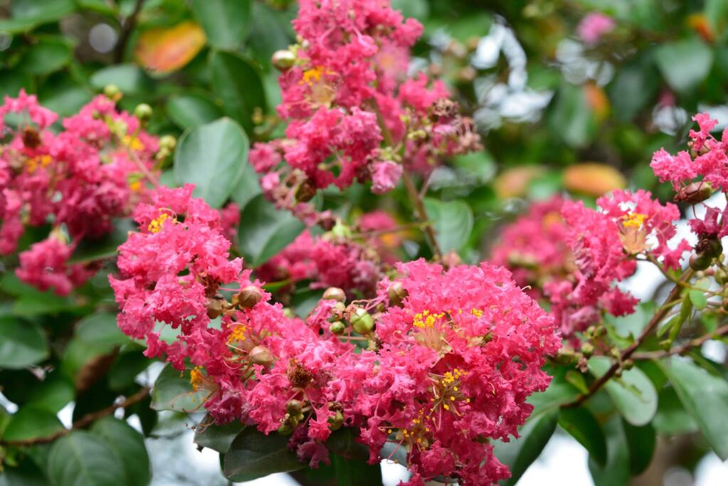 Specimen trees such as dogwoods, Japanese maples, flowering crab apple and crape myrtle, above, need better soil fertility.