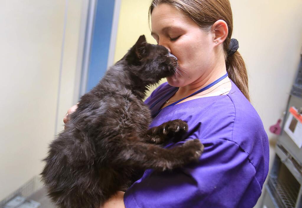 Helper Tabatha Leishman of Lake County Animal Care and Control near Lakeport, snuggles with a cat rescued from the Valley Fire, Wednesday Oct. 21, 2015 that is still up for adoption . (Kent Porter / Press Democrat) 2015