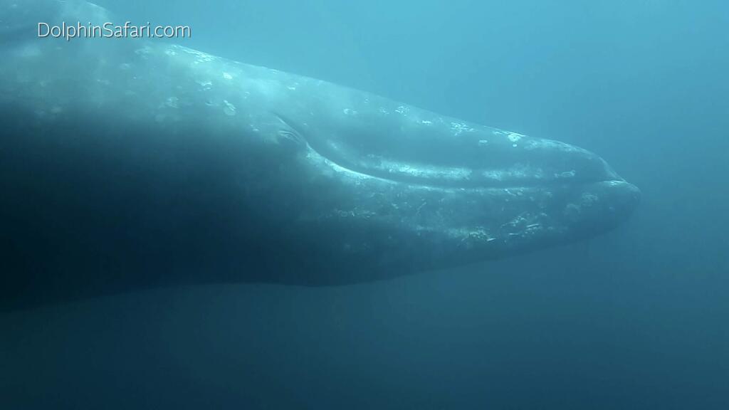 This Monday, Feb. 10, 2020, photo provided by Captain Dave's Dolphin and Whale Watching Safari shows an underwater view of a 35-foot (11-meter) gray whale taken from a viewing Pod aboard the catamaran Manute'a off Southern California. The curious whale appeared near the surface of the water Monday, near Dana Point, Calif., the Orange County Register reported. (Craig DeWitt/Captain Dave's Dolphin and Whale Watching Safari via AP)