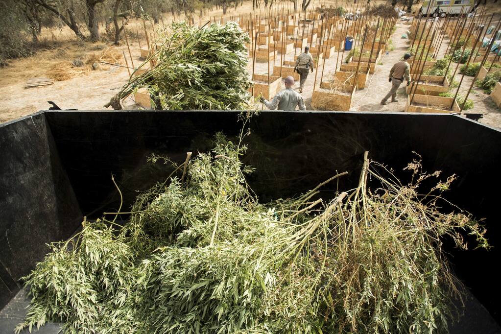 FILE - In this Sept. 29, 2017 file photo, sheriff's deputies seize marijuana from a growing operation in unincorporated Calaveras County, Calif. Calaveras County in rural Northern California county has reversed course and banned marijuana farms, opening itself to lawsuits from growers who previously received permits and paid taxes. (AP Photo/Noah Berger,File)
