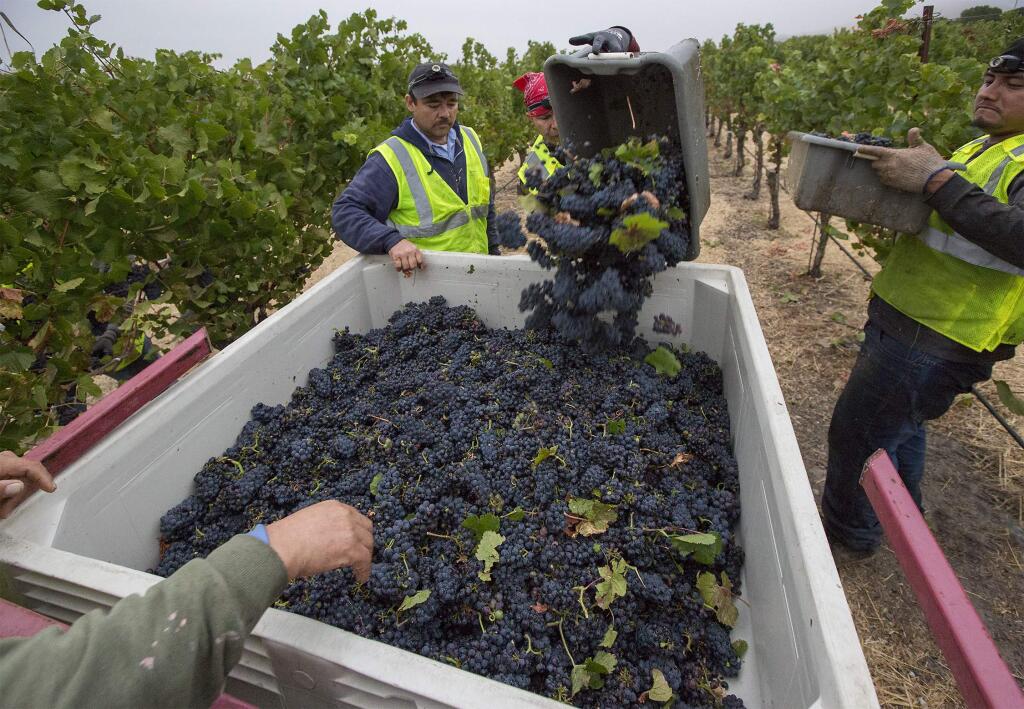 The 2017 grape harvest in the valley is now underway, and workers at Gloria Ferrer Caves and Vineyards started plucking pinot noir grapes at 4 a.m. on Wednesday, August 9. (Photo by Robbi Pengelly/Index-Tribune)
