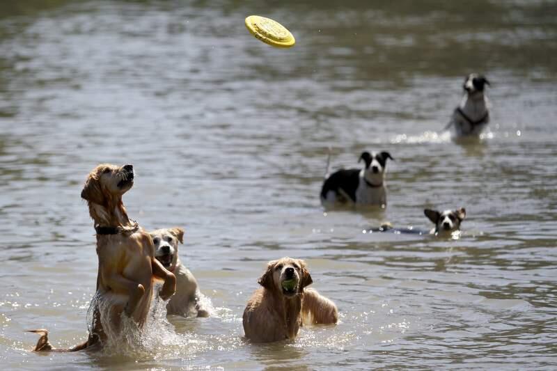 From left, Mulder, Xiana and Nicole keep close watch on an incoming frisbee during the Water Bark at the Spring Lake Park Swimming Lagoon in Santa Rosa, California on Sunday, Sept. 18, 2011. (Beth Schlanker/ The Press Democrat, 2011)