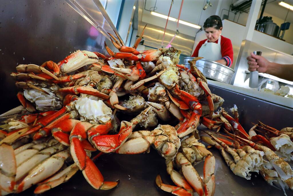 Workers pull crab meat from fresh crab at the Tides Wharf Wholesale Fish company in Bodega Bay on Wednesday. (photo by John Burgess/The Press Democrat)