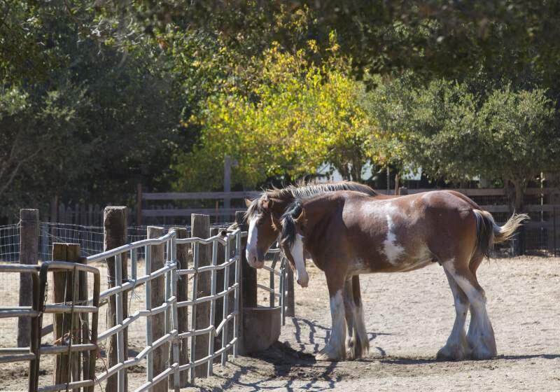Mission Bell Farm is known for the clippity clop of furry footed Clydesdale horses; the land was originally part of the Mission San Francisco de Solano.